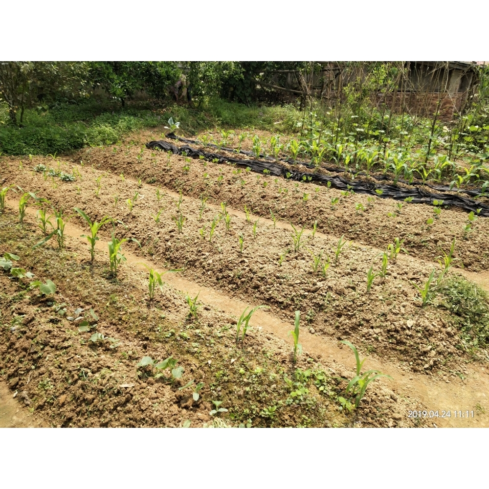 15排后山菜地认种1号地