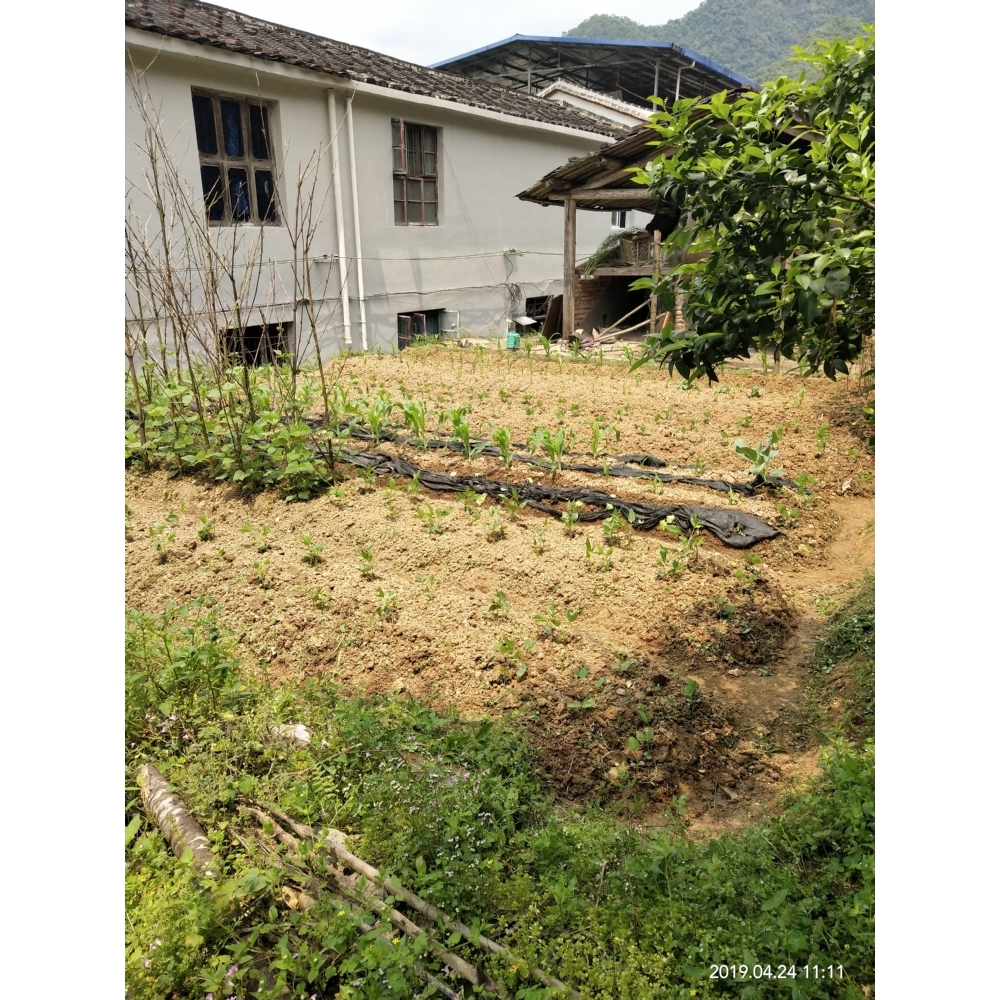 15排后山菜地认种1号地